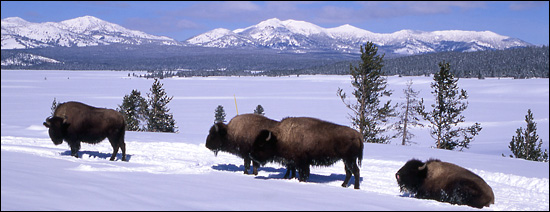 Bison lounging in Yellowstone