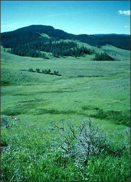 A montane meadow in greater Yellowstone, studied for climate and precipitation patterns.