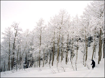 A powder day at Steamboat ski area.