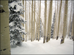 The Shadows trail at Steamboat ski area.