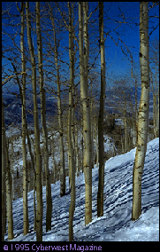 In the aspens at Steamboat.