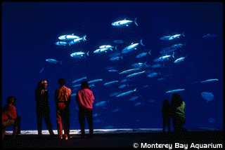 An exhibit at the Monterey Bay Aquarium.