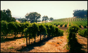 [A vineyard on California's Central Coast.]