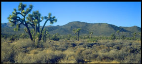 [Joshua Tree National Park.]