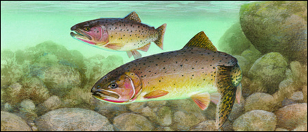 Cutthroat trout