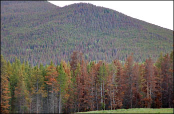 Reddish hue of pines damaged by the mountain pine beetle.