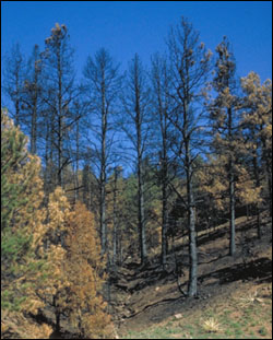 Scorched trees in a Jefferson County Open Space park in Colorado following a forest fire.