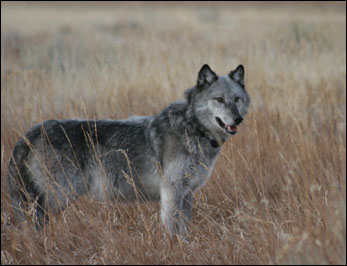 Wolf in Yellowstone National Park.