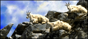 [Mountain goats relaxing near the summit of Gray's Peak in Colorado.]