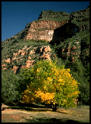 [Arizona's Mt. Wilson, north of Sedona.]