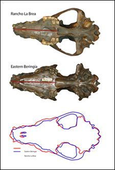 Ancient Alaskan gray wolves were specialized, highly carniverous and did not survive the end-Pleistocene extinction.